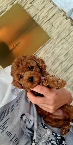 Червени той пудели Пудел той, Ваксинирано - Да, Обезпаразитено - Да - град Извън България | Кучета - снимка 8