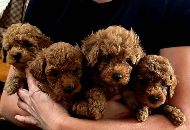 Червени той пудели Пудел той, Ваксинирано - Да, Обезпаразитено - Да - град Извън България | Кучета - снимка 9