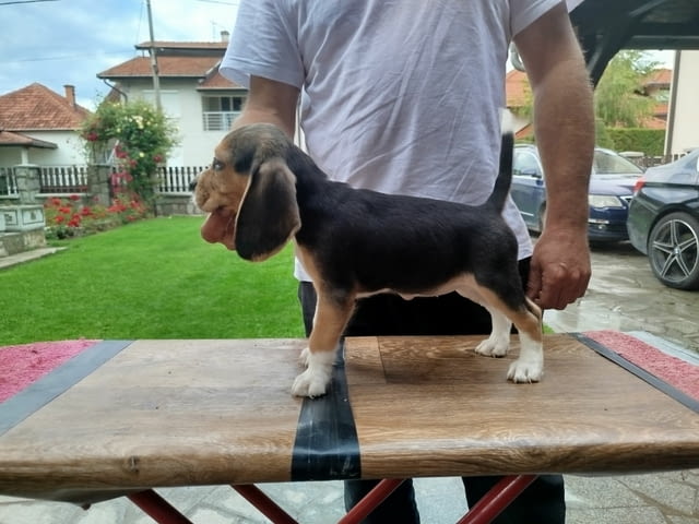 Бийгъл кученца за продажба Бигъл, Ваксинирано - Да, Обезпаразитено - Да - град Извън България | Кучета - снимка 1