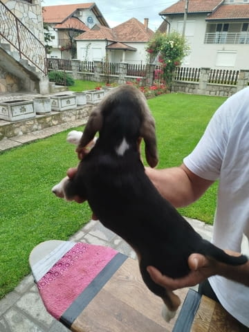 Бийгъл кученца за продажба Бигъл, Ваксинирано - Да, Обезпаразитено - Да - град Извън България | Кучета - снимка 3