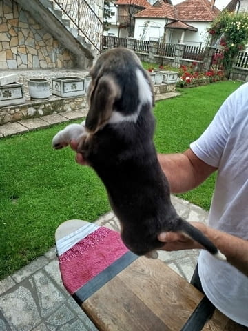 Бийгъл кученца за продажба Бигъл, Ваксинирано - Да, Обезпаразитено - Да - град Извън България | Кучета - снимка 6