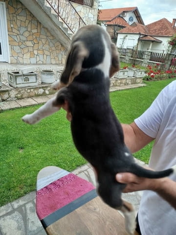 Бийгъл кученца за продажба Бигъл, Ваксинирано - Да, Обезпаразитено - Да - град Извън България | Кучета - снимка 9