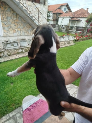 Бийгъл кученца за продажба Бигъл, Ваксинирано - Да, Обезпаразитено - Да - град Извън България | Кучета - снимка 12