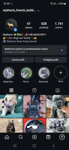 Pink Caramel French Bulldog Френски булдог, 3 месеца - град Извън България | Кучета - снимка 5