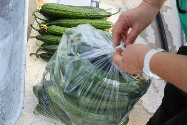 Чували за краставици - city of Varna | Equipment - снимка 1