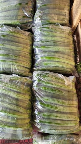 Чували за краставици - city of Varna | Equipment - снимка 2