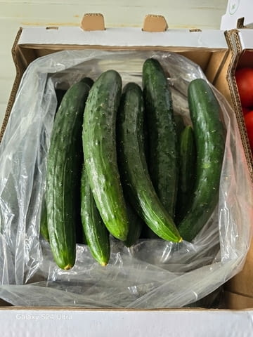 Чували за краставици - city of Varna | Equipment - снимка 3