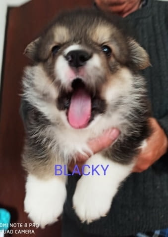 CORGI - PUPPIES for sale Другa, 1 месец - град Извън България | Кучета - снимка 3