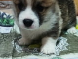 CORGI - PUPPIES for sale