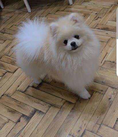 Померан, красиви кученца Буу Померан (Малък английски шпиц), 2 месеца, Ваксинирано - Да - град Извън България | Кучета - снимка 1