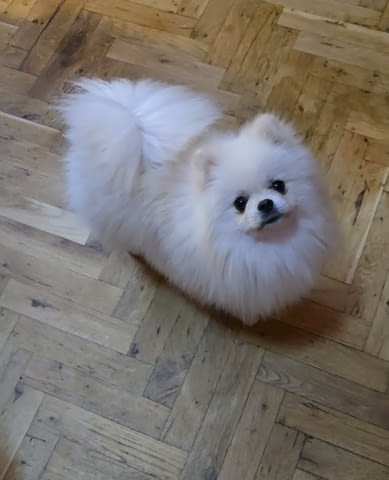 Померан, красиви кученца Буу Померан (Малък английски шпиц), 2 месеца, Ваксинирано - Да - град Извън България | Кучета - снимка 2