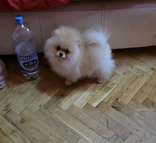 Померан, красиви кученца Буу Померан (Малък английски шпиц), 2 месеца, Ваксинирано - Да - град Извън България | Кучета - снимка 4