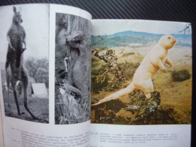 Четириноги австралийци Бернхард Гжимек кенгуру динго торбести животни - снимка 2