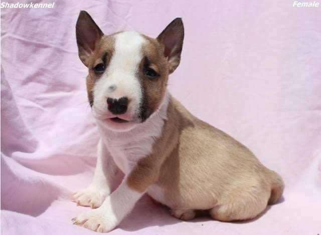 Мини Бул териер кученца Бултериер, Ваксинирано - Да, Обезпаразитено - Да - град Извън България | Кучета - снимка 2