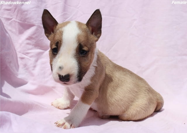 Мини Бул териер кученца Бултериер, Ваксинирано - Да, Обезпаразитено - Да - град Извън България | Кучета - снимка 3