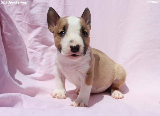 Мини Бул териер кученца Бултериер, Ваксинирано - Да, Обезпаразитено - Да - град Извън България | Кучета - снимка 5