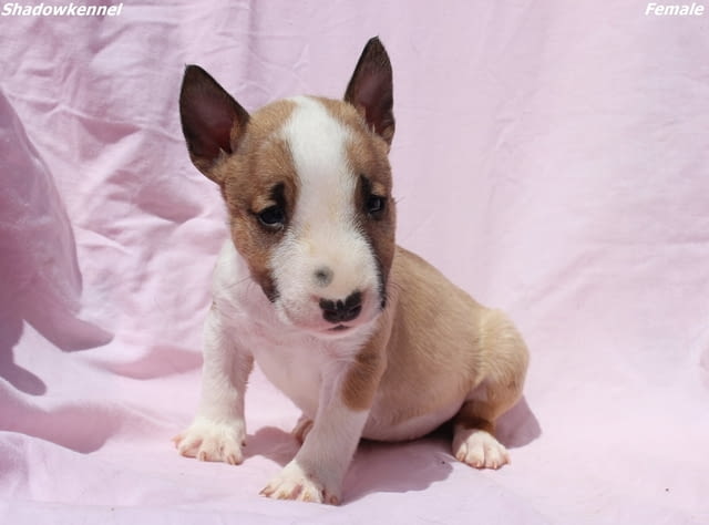 Мини Бул териер кученца Бултериер, Ваксинирано - Да, Обезпаразитено - Да - град Извън България | Кучета - снимка 9