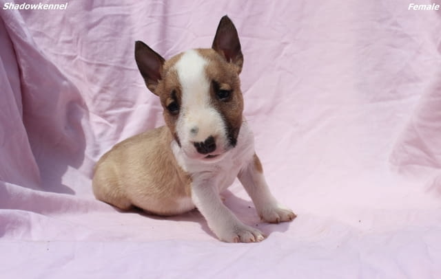 Мини Бул териер кученца Бултериер, Ваксинирано - Да, Обезпаразитено - Да - град Извън България | Кучета - снимка 11