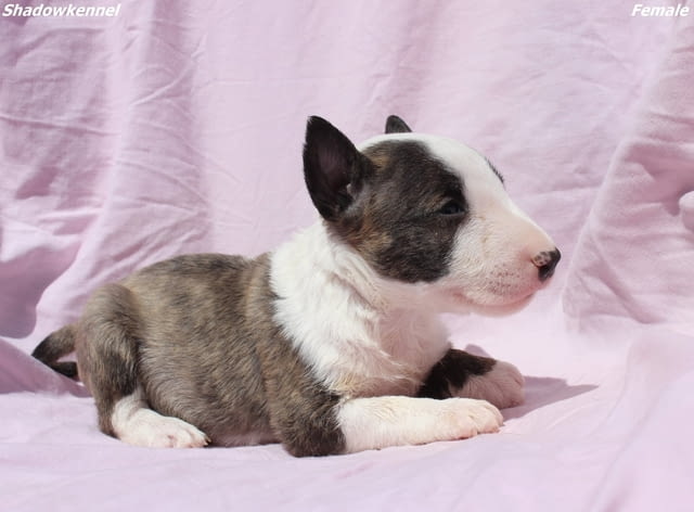 Мини Бул териер кученца Бултериер, Ваксинирано - Да, Обезпаразитено - Да - град Извън България | Кучета - снимка 12