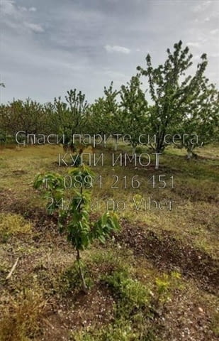 Код 61476. Овощна градина 5400м2- 30% от дърветата са череши, останалите са праскови, кайсии, нектар - снимка 3