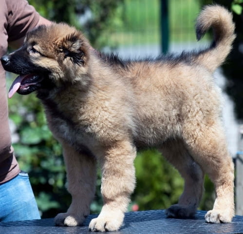 Кавказка овчарка кученца Ваксинирано - Да, Обезпаразитено - Да - град Извън България | Кучета - снимка 6