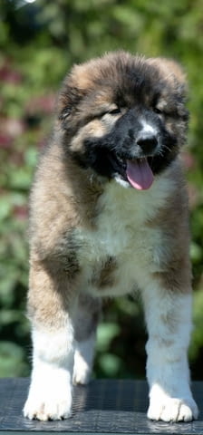 Кавказка овчарка кученца Ваксинирано - Да, Обезпаразитено - Да - град Извън България | Кучета - снимка 8