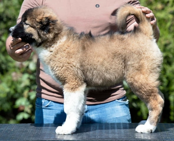 Кавказка овчарка кученца Ваксинирано - Да, Обезпаразитено - Да - град Извън България | Кучета - снимка 9