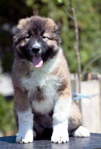 Кавказка овчарка кученца Ваксинирано - Да, Обезпаразитено - Да - град Извън България | Кучета - снимка 10