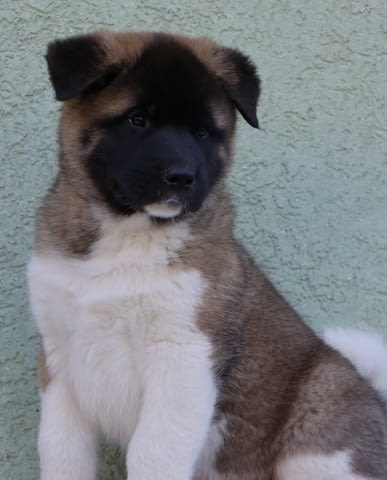 American Akita Акита, 2 месеца - град Извън България | Кучета - снимка 1