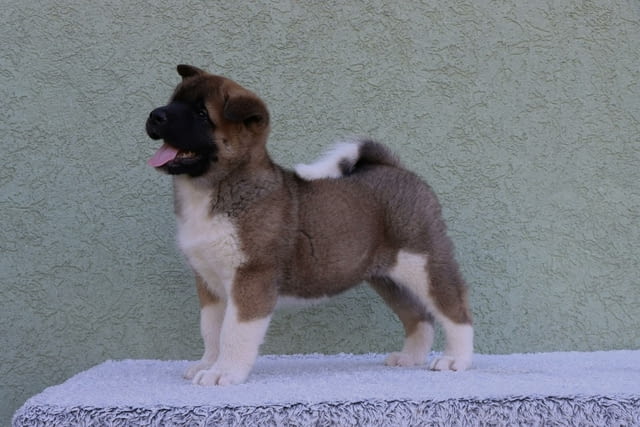 American Akita Акита, 2 месеца - град Извън България | Кучета - снимка 2