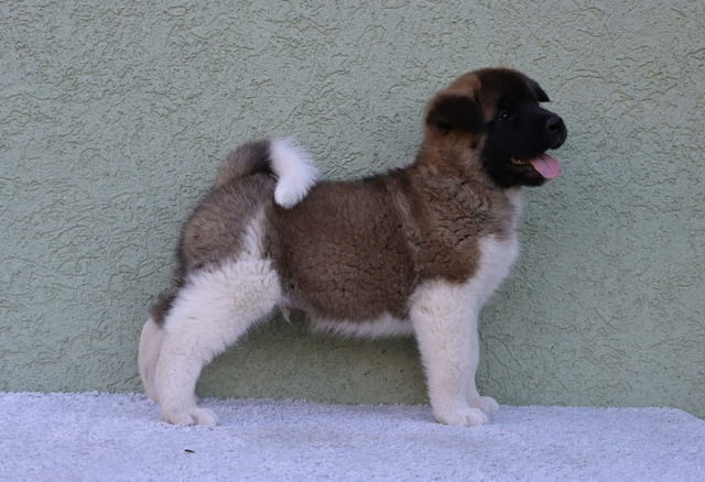 American Akita Акита, 2 месеца - град Извън България | Кучета - снимка 3