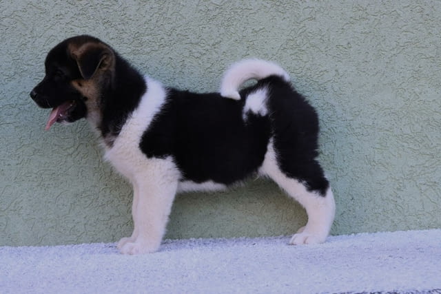 American Akita Акита, 2 месеца - град Извън България | Кучета - снимка 5
