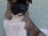 American Akita
