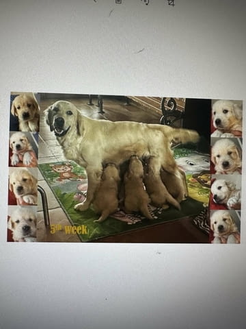 Golden Sanitacteamday Голдън ртривър - град Извън България | Кучета - снимка 1