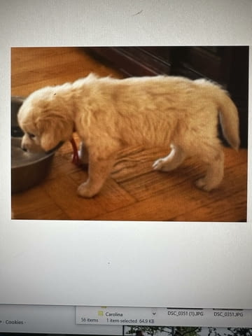 Golden Sanitacteamday Голдън ртривър - град Извън България | Кучета - снимка 2