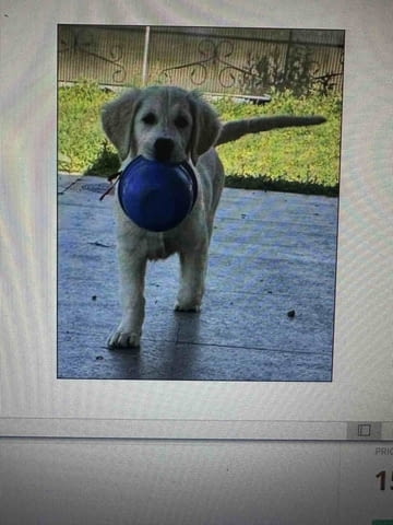 Golden Sanitacteamday Голдън ртривър - град Извън България | Кучета - снимка 3