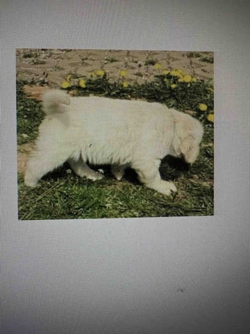 Golden Sanitacteamday Голдън ртривър - град Извън България | Кучета - снимка 4