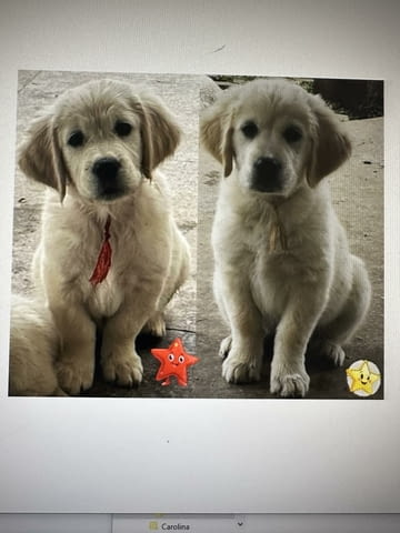 Golden Sanitacteamday Голдън ртривър - град Извън България | Кучета - снимка 5