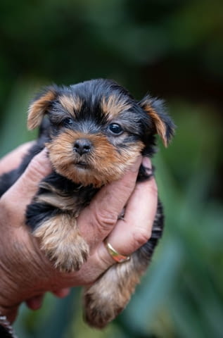 Yorkshire terrier puppies Другa - град Извън България | Кучета - снимка 2