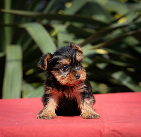 Yorkshire terrier puppies Другa - град Извън България | Кучета - снимка 3