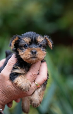 Yorkshire terrier puppies Другa - град Извън България | Кучета - снимка 4