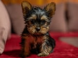 Yorkshire terrier puppies