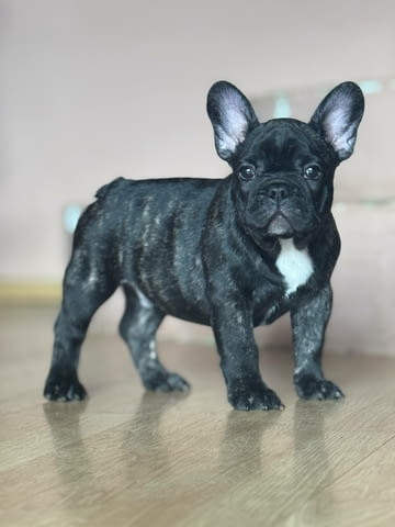 Френски булдог – Прекрасни кученца Ваксинирано - Да, Обезпаразитено - Да - град Извън България | Кучета - снимка 2