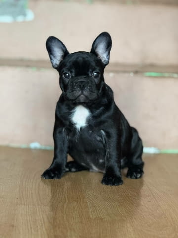 Френски булдог – Прекрасни кученца Ваксинирано - Да, Обезпаразитено - Да - град Извън България | Кучета - снимка 3