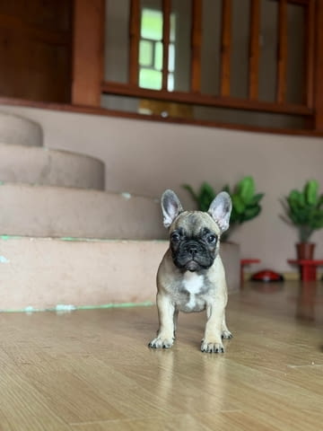 Френски булдог – Прекрасни кученца Ваксинирано - Да, Обезпаразитено - Да - град Извън България | Кучета - снимка 4