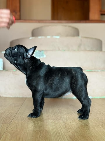 Френски булдог – Прекрасни кученца Ваксинирано - Да, Обезпаразитено - Да - град Извън България | Кучета - снимка 5