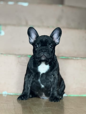 Френски булдог – Прекрасни кученца Ваксинирано - Да, Обезпаразитено - Да - град Извън България | Кучета - снимка 8