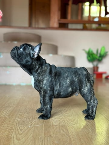 Френски булдог – Прекрасни кученца Ваксинирано - Да, Обезпаразитено - Да - град Извън България | Кучета - снимка 10