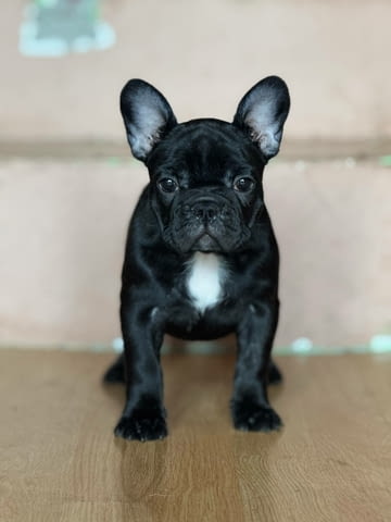 Френски булдог – Прекрасни кученца Ваксинирано - Да, Обезпаразитено - Да - град Извън България | Кучета - снимка 11