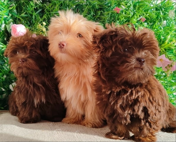 Bolonka Zwetna puppies Другa - city of Izvun Bulgaria | Dogs - снимка 1